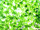 緑のカーテンとは？作り方とおすすめ植物7選