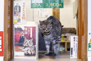 浅草演芸ホールの看板猫、ジロリが放つ魅力とは？